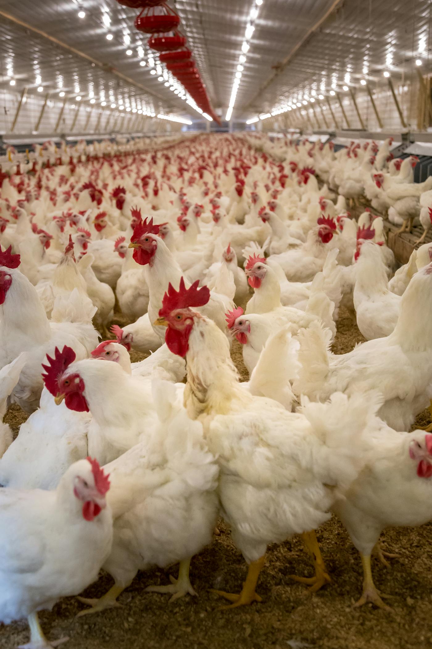 Desi-breed chickens on our partner farm in Karnataka